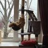Надійна перетримка котів у комфортних умовах