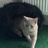 Передержка кошек и котов