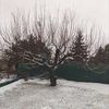 Комплексний догляд за Вашим садом та ділянкою