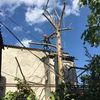Арборист. Зняття труднодоступних дерев з допомогою мотузок