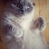 Уход и передержка Вашего котика(кошечки)