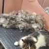 Вичісування котиків