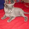 Стрижка кошек и котов без садации и наркоза