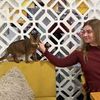 Догляд за котом на кілька днів