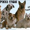 Передежка собак. Гостница для животных