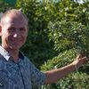 Обрізка плодових 