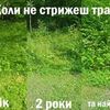 Покіс Трави