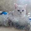 Вязка кошечек. Кот шиншилла серебро.