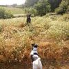 Понянчу вашого улюбленця