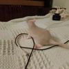 Перетримка та догляд за тваринами (крім котиків) на час вашої відсутності