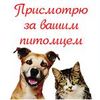 Присмотрю за Вашей собакой