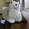 Присмотрю за вашим питомцем.