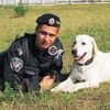Дрессировка собак