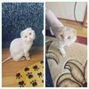 Стрижка котов 