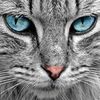 Кастрація Котиків