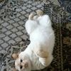 Перетримка котів у Львові