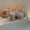 Стрижка кота под дракончика