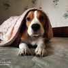 Гостиница для мелких животных