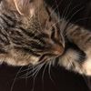 Обеспечу вашего кота хорошим уходом на время вашего отъезда !