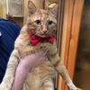 котик на передержку