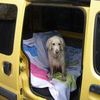 Перевозка домашних животных