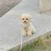 Вигуляю або побуду з вашим собакою:3