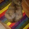 Передержка котов