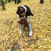 Беру собачек на передержку, НЕ АГРЕССИВНЫХ!:)