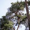 Санітарна обрізка дерев