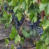 Консультація по догляду за виноградом