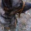 Изготовлю под заказ спортивный и туристический инвентарь, амуницию для животных из нейлона, ременной стропы оперативно
