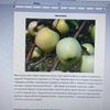 Быстро и качественно напечатаю текст