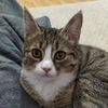 Домашняя передержка животных