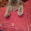 Передержка котиков 