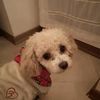 Появился щеночек и не знаешь, с чего начать дрессировку? Тебе сюда! 