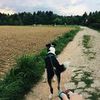 Передержка кота или собаки