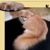 Вычесывание и купание котов