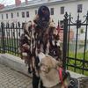 Вигул собак