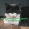 ПЕРЕДЕРЖУЮ КОТИКОВ