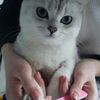 Передержка котов
