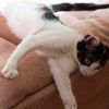 Передержка котов
