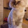 Стрижка кошек