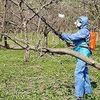Опрыскивание сада