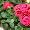 Садовых дел мастер
