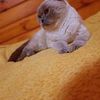 перетримка кота