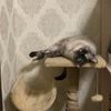 Пет-сіттер для котика 🐾