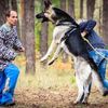 Дрессировка собак.