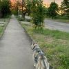 Выгул собак