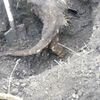викорчовую дерева та пеньки