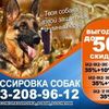 Дрессировка собак в Одессе 
